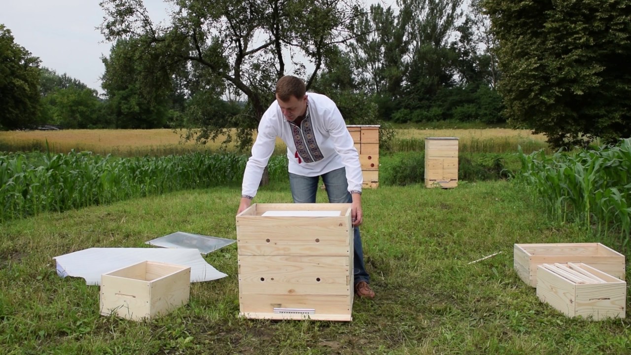 Ukrainian beehive Bjilnyk with two Queens