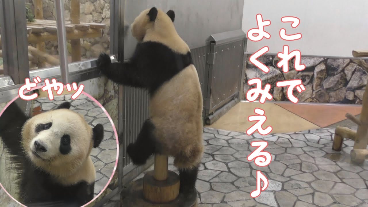 【こっち来て~💦】結たんの秘策!?のぞき合う親子パンダ💕【結浜＆良浜】Giant Panda -Rauhin&Yuihin-☆