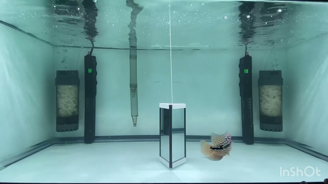 Filtro de lecho en movimiento ( fluidized moving bed filter K1) kamfa flowerhorn