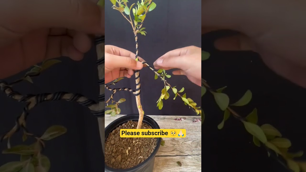 "Bonsai Banaye Perfect! Dekho Magic Wire Ka Kamaal 🌿✨" 