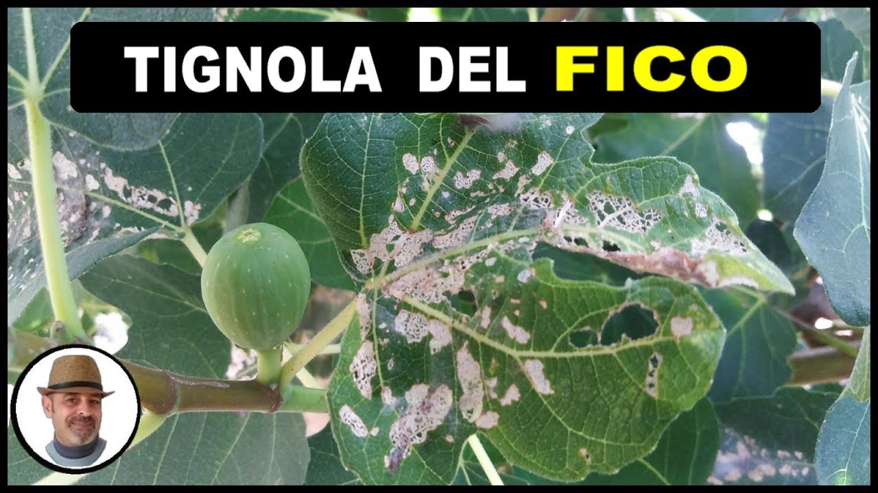 FOGLIA DEL FICO MANGIATA? &egrave; il bruco della TIGNOLA