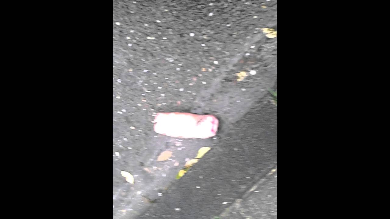 Een dode varkens poot op de weg