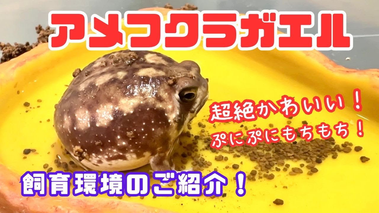 アメフクラガエルの飼い方・飼育用品・飼育環境・エサについてまとめました