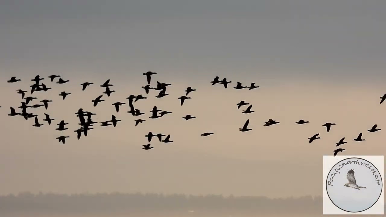 Brant goose flock arriving on the beach.....