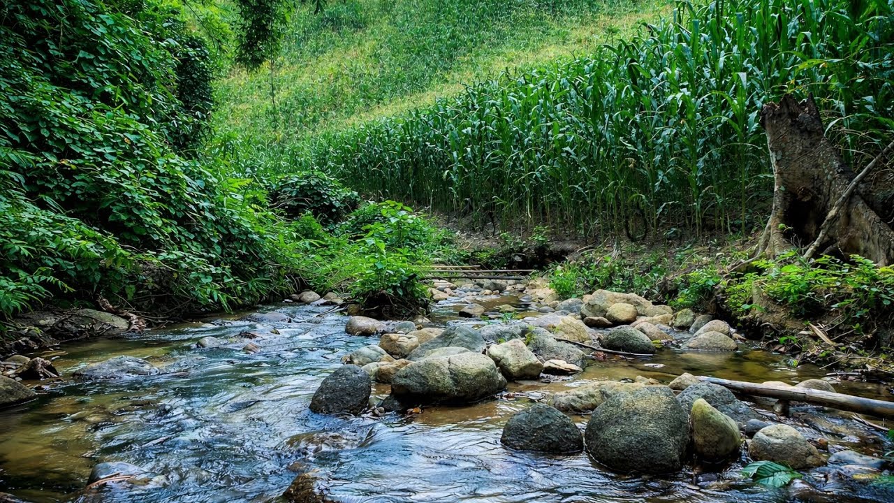Calming River Sounds Flowing Through a Quiet Cornfield | 2 Hours Nature ASMR
