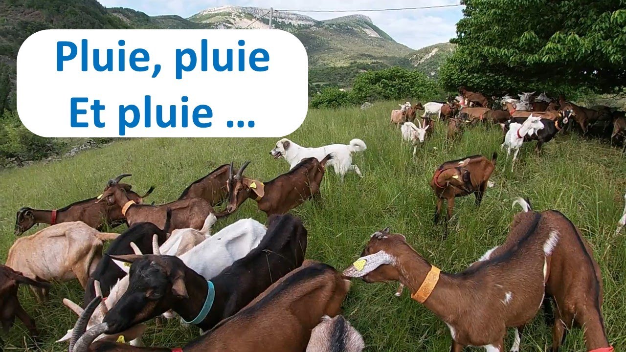 Sevrage des chevrettes