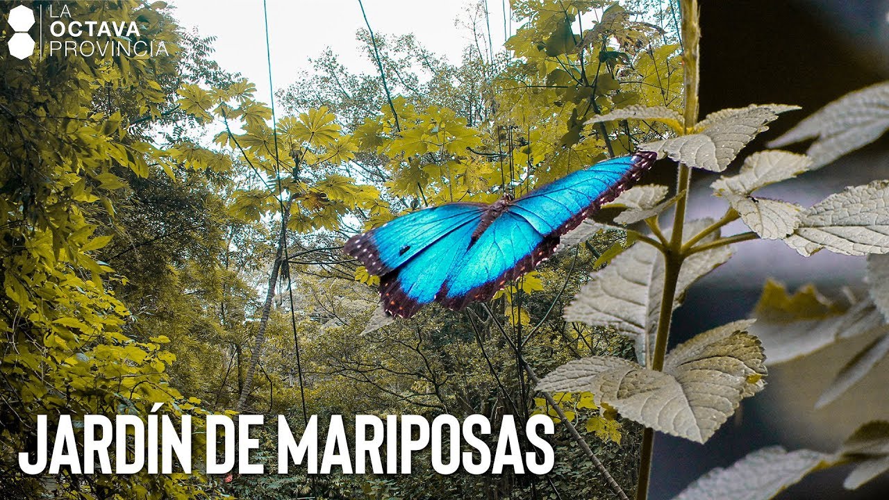 UN PULM&Oacute;N EN LA CIUDAD | MARIPOSARIO SPIROGYRA - Ll&eacute;guele de viaje