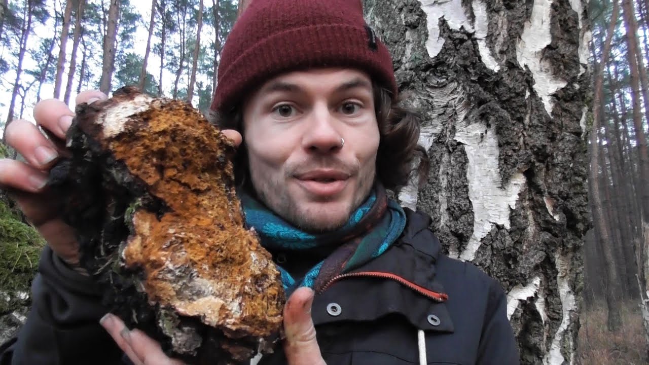 Schiefer Schillerporling / Chaga - Merkmale, Inhaltsstoffe, Wirkung, Verwendung (Inonotus obliquus)