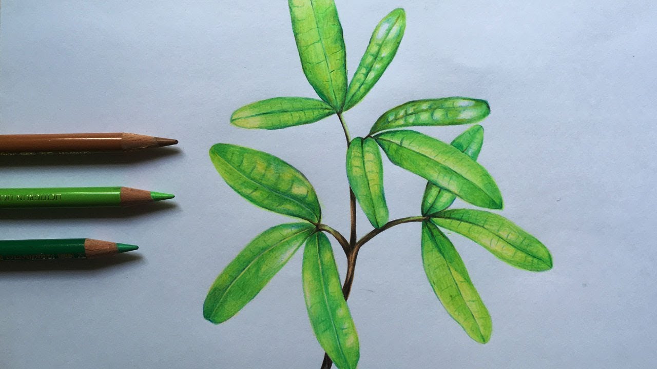 Leaves Drawing in Color Pencils | How to Draw Leaf | Foliage Drawing