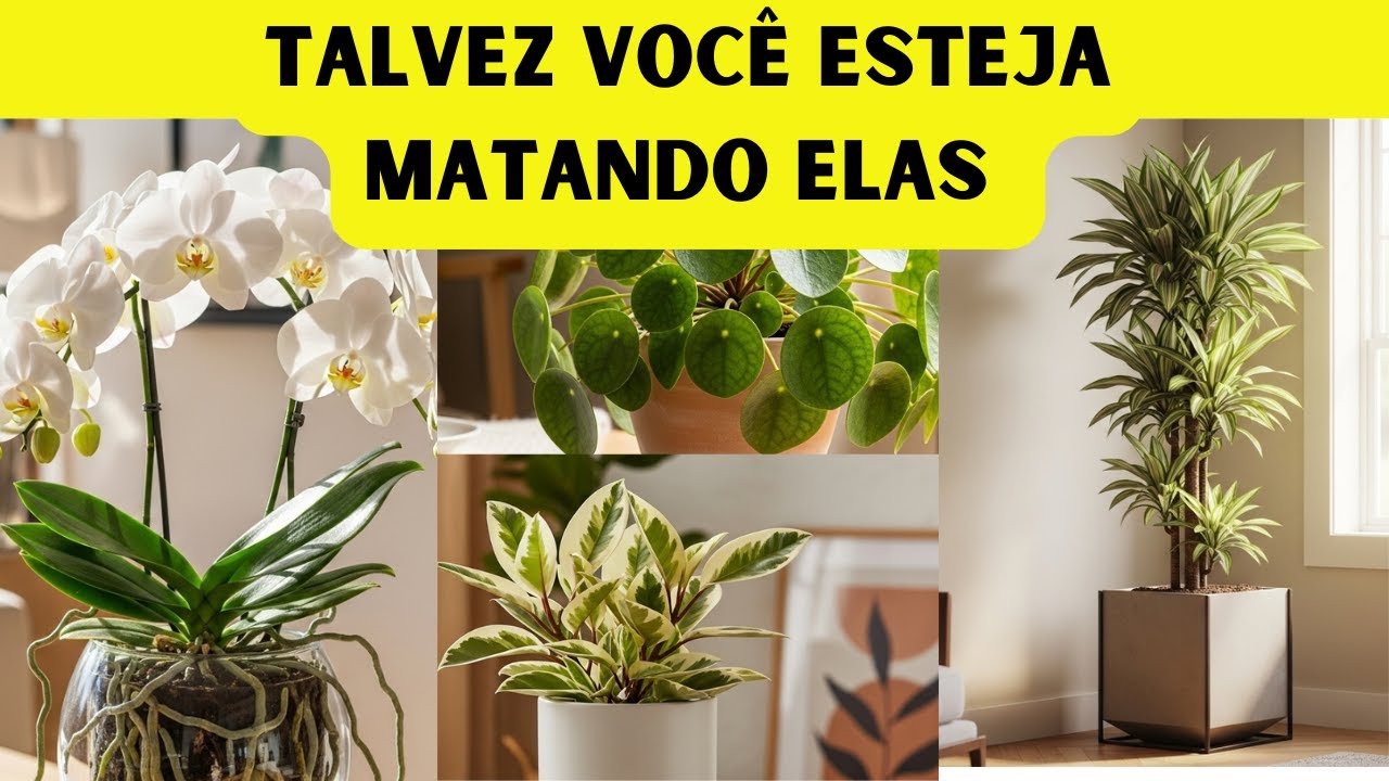 12 Plantas Que Você Nunca Deve Regar Demais
