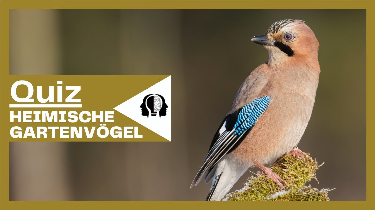 Heimische Vogelarten Quiz