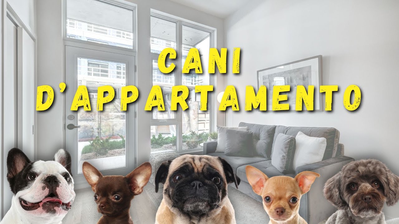 Cani d'appartamento: esisitono davvero?