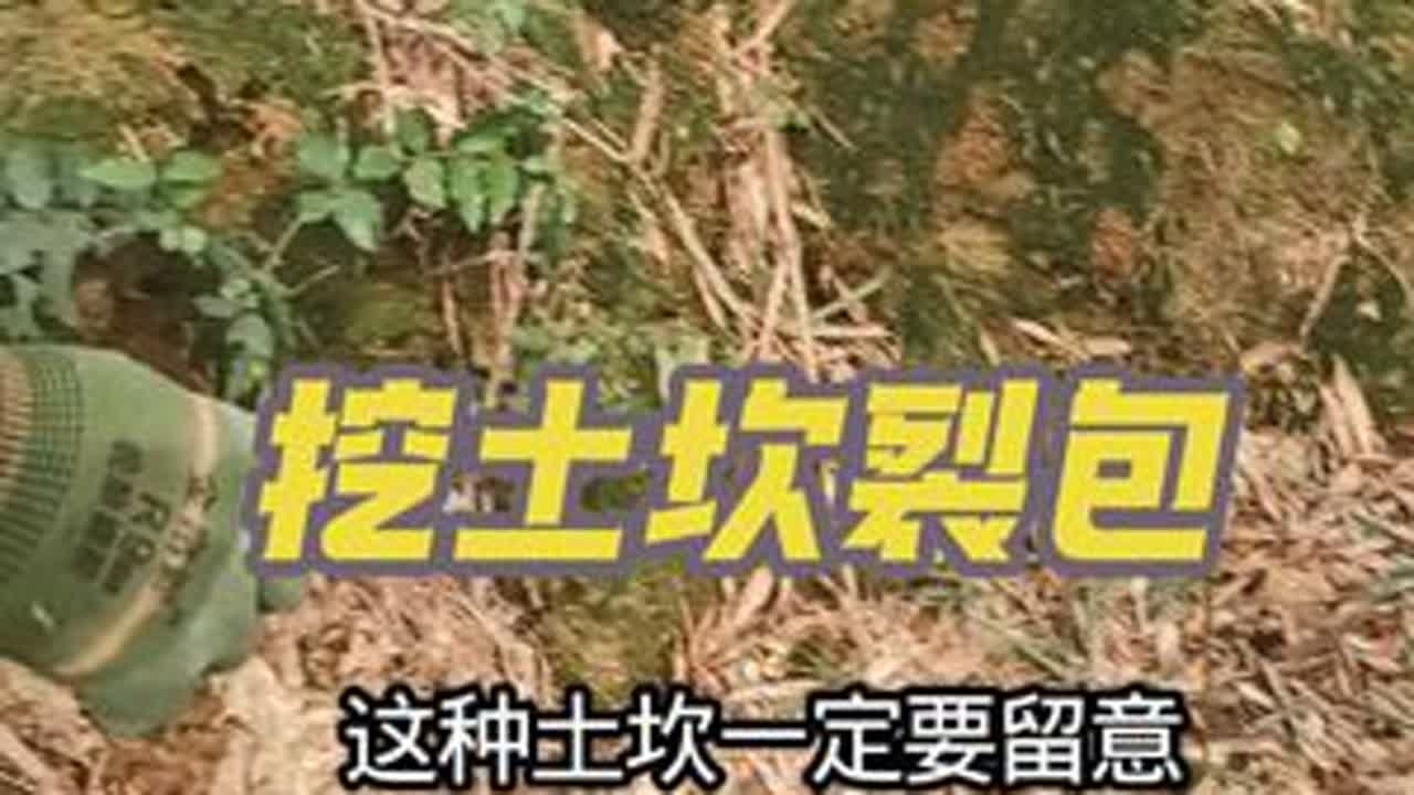挖土坎裂包！差一点就错过了一个大冬笋！（库存视频）