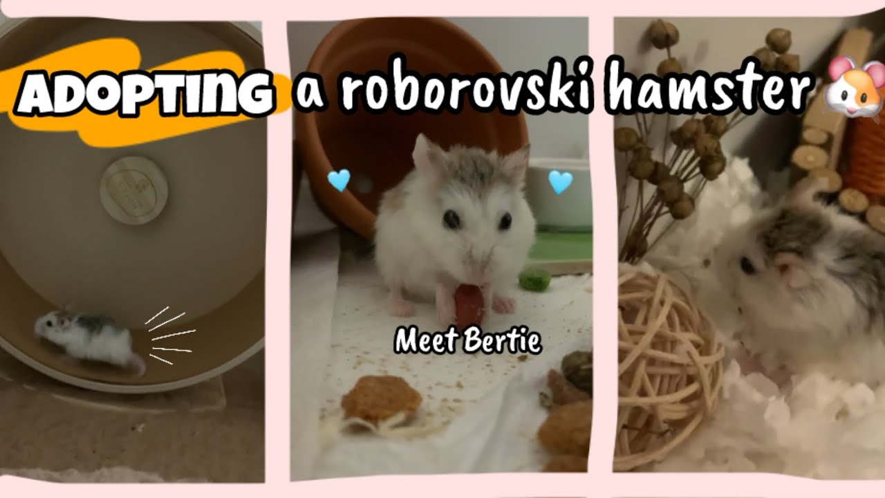 ADOPTING A ROBOROVSKI DWARF HAMSTER 🐹🤗🩵 || Meet Bertie
