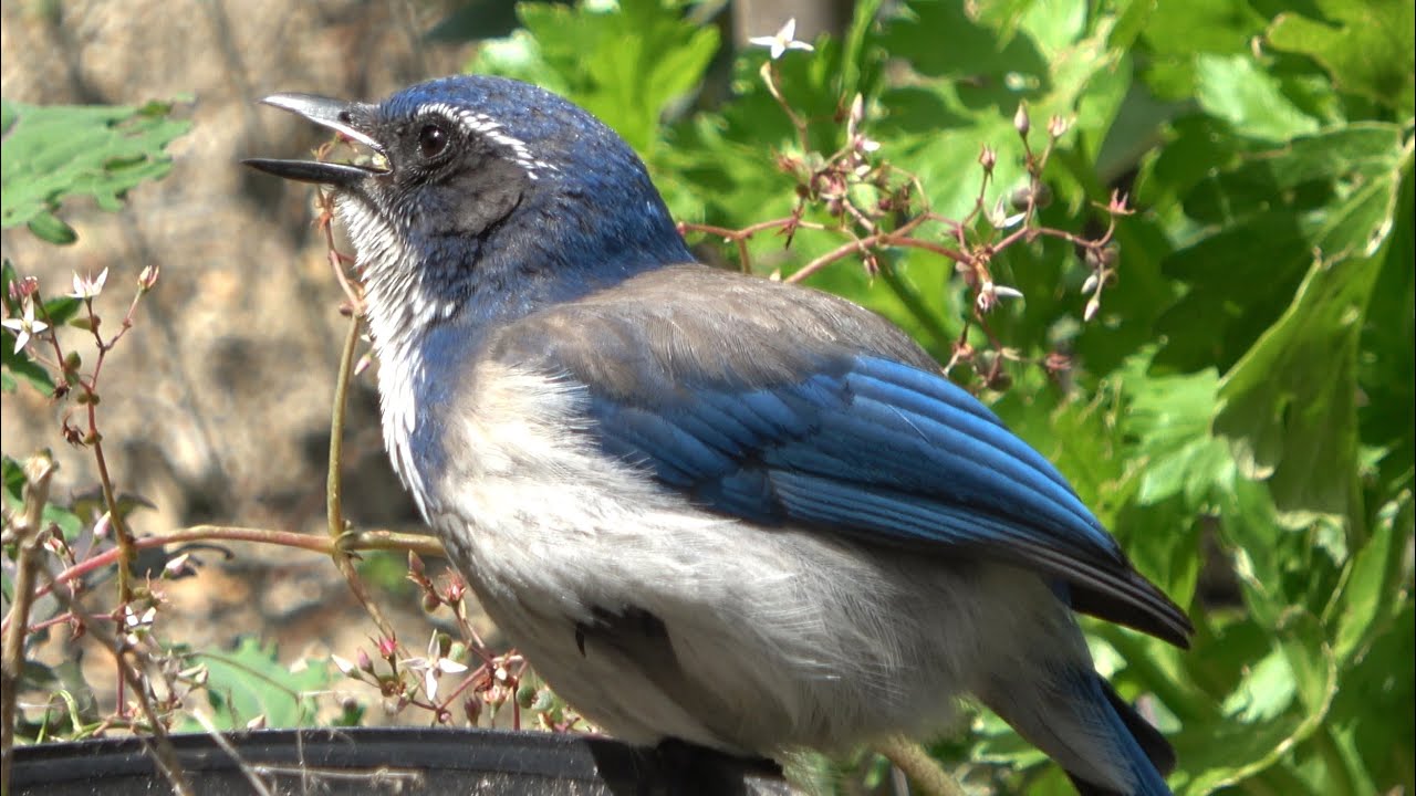 Thermoregulation and Soft Purring: A Young California Scrub-Jay’s Morning