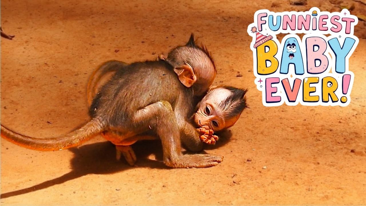 Newborn Baby Monkey JARGER’s Funny Energy! Playful Moments with Friends So Happy Today