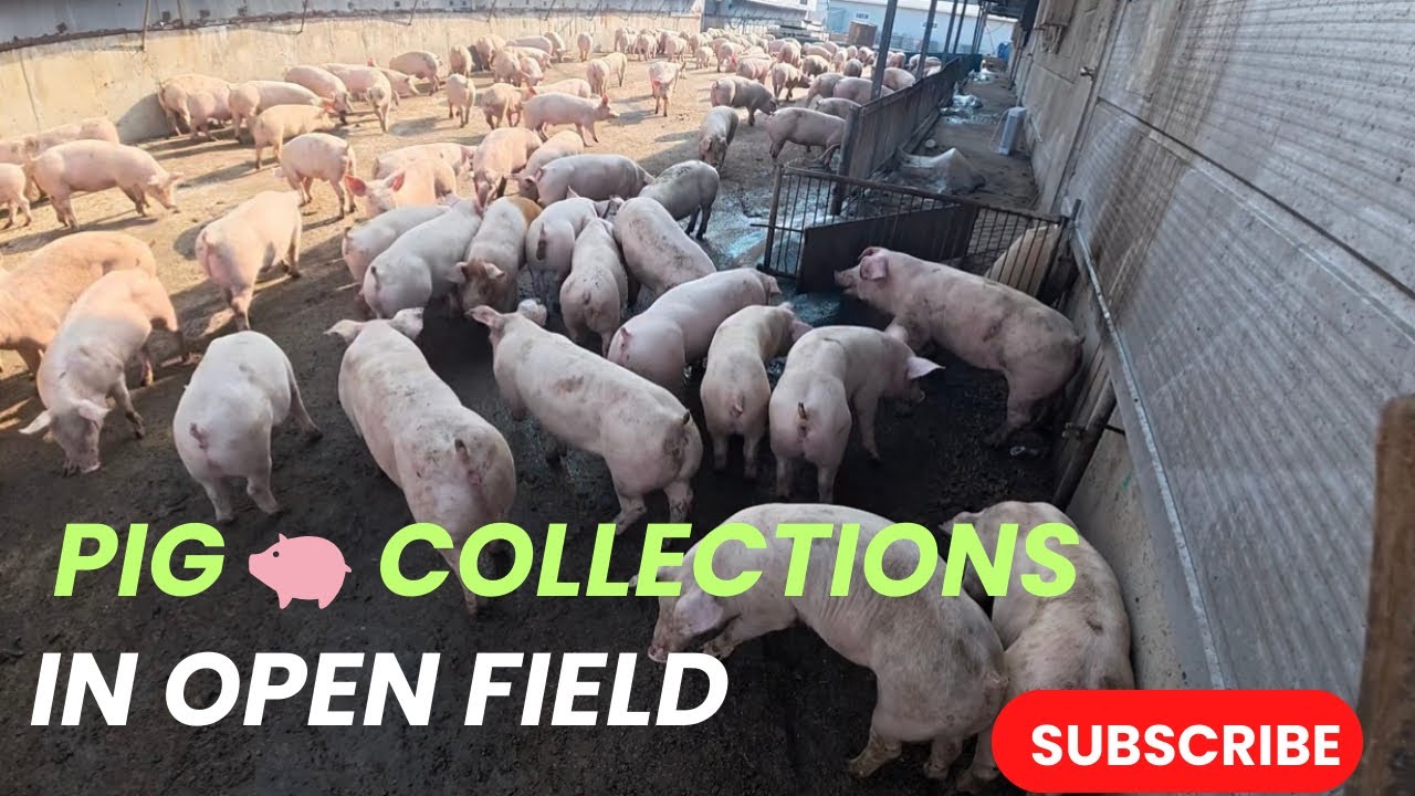 40 days piglets vibes #pig #pigfeed #agriculturebusiness #highlights