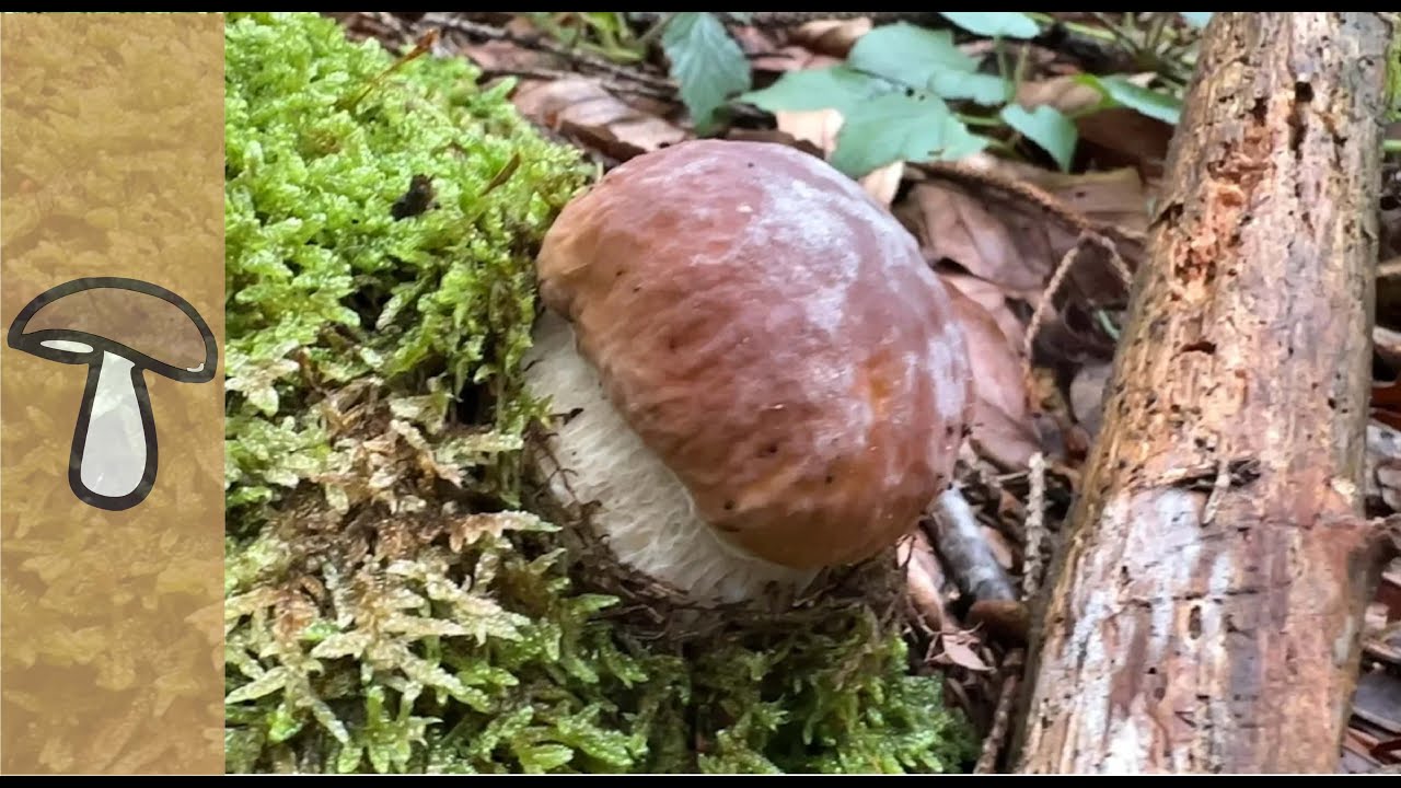 🍄Fichtensteinpilz - GEWITTER - ABBRUCH