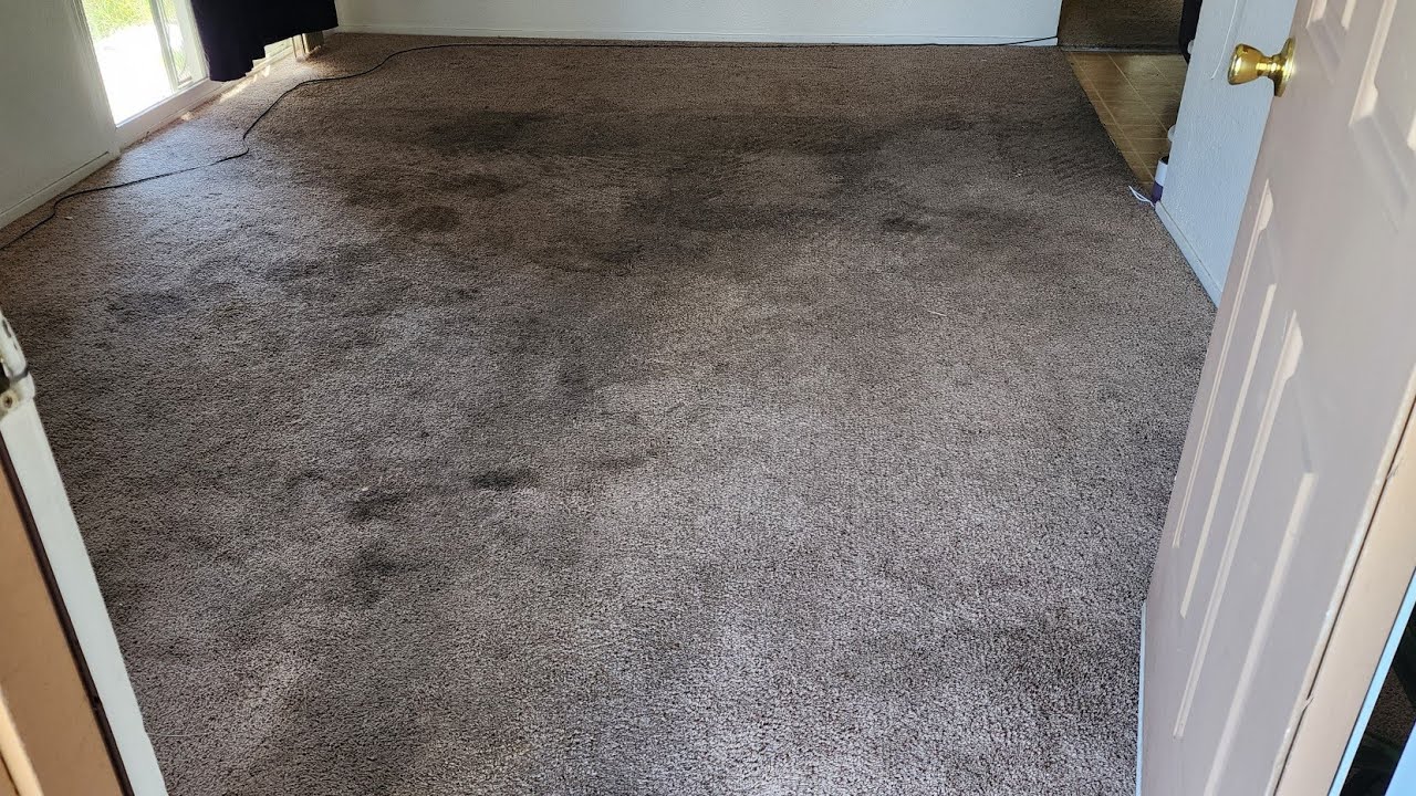 The landlord Didn't Even Get the Carpet Cleaned before they Moved in 😬