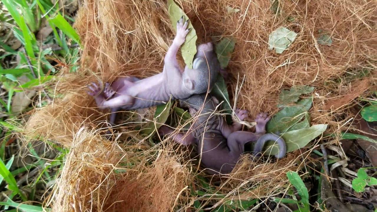 Baby Squirrels