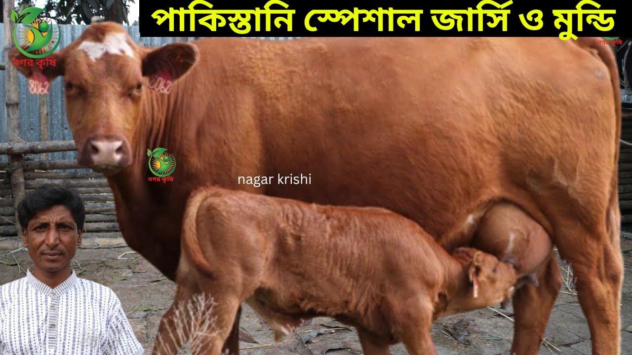 আশরাফুল ভাইয়ের একদম কম দামে বাচ্চা সহ জার্সি গাভী ২০-৩০ লিটারের মধ্যে বাচ্চা সহ দুধের গাভী কিনুন !