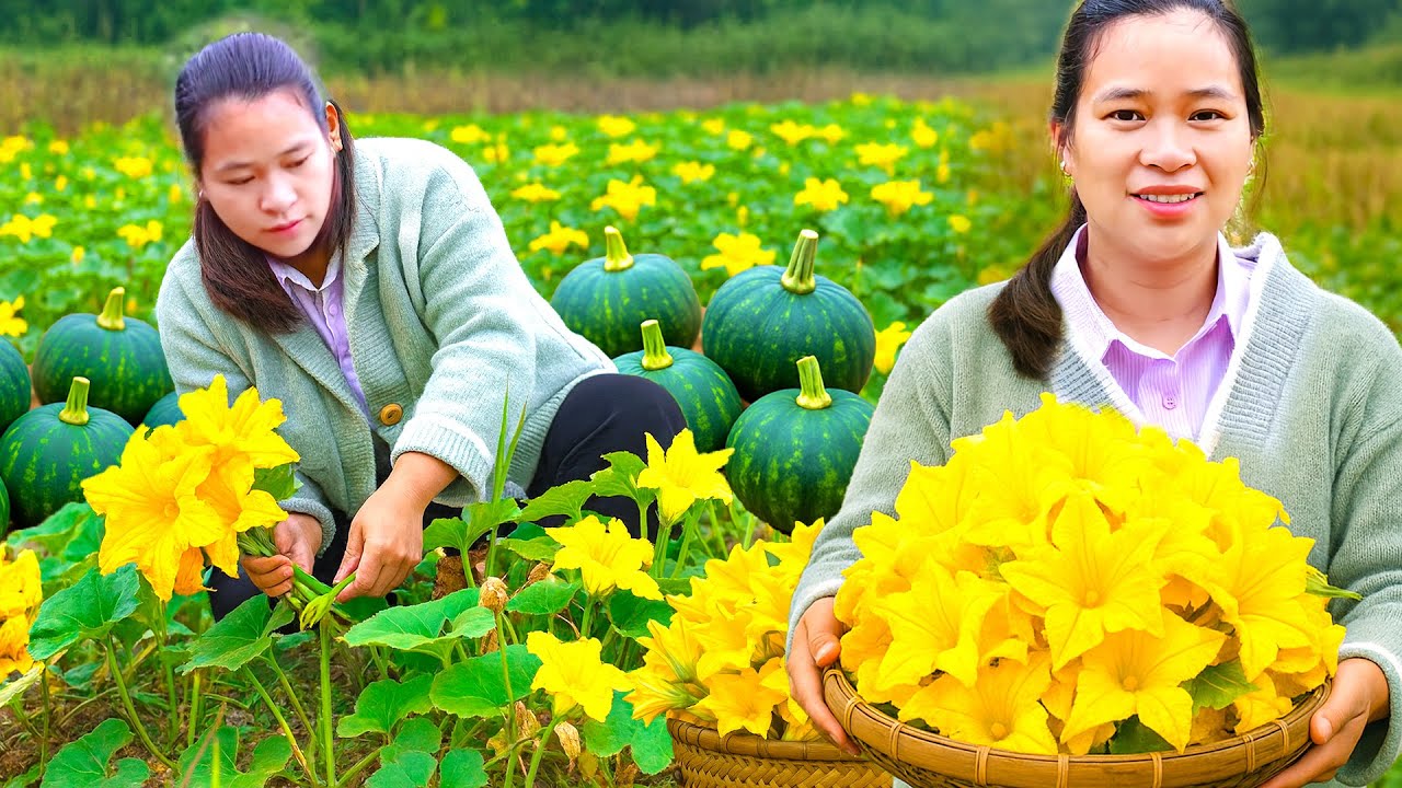 食べられる花？！畑でカボチャの花を収穫して市場へ🌼