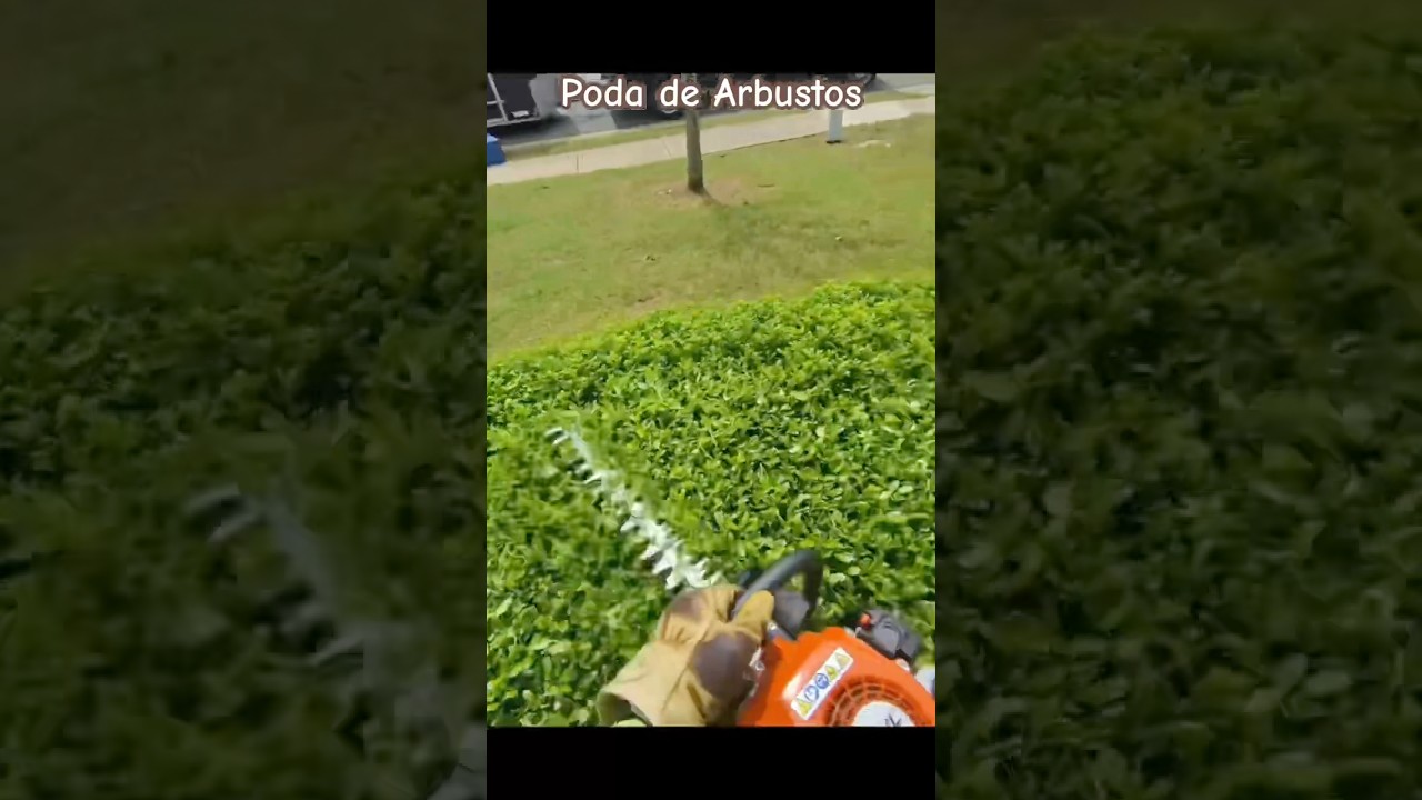 T&eacute;cnica de poda de arbustos #arbusto #podar #cuidado #jardin #garden #setos #plantas #bbq #mexico