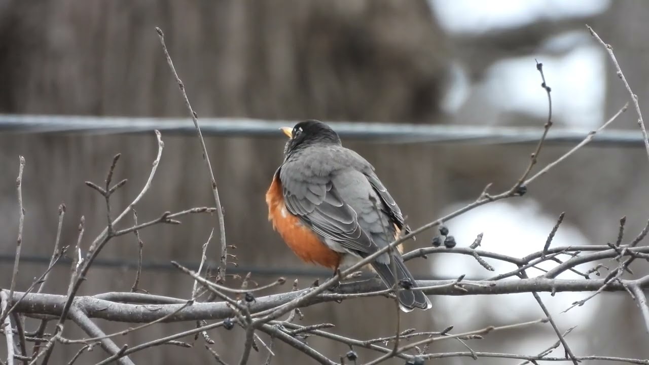 Definitely a sign of spring!!!!!