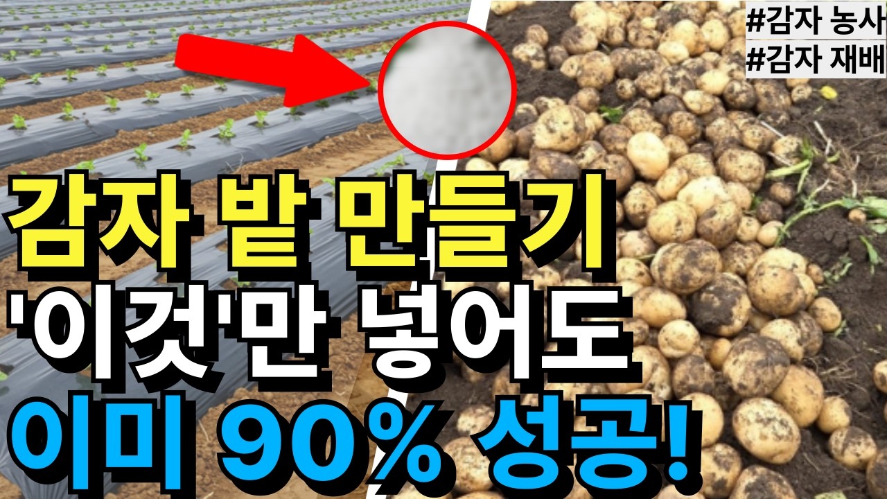 감자 밭 만들기 이렇게만 하시면 감자 재배 90% 성공 !