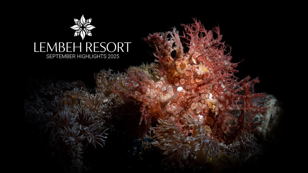 Lembeh Strait September Highlights: From Gobies to Rhinopias