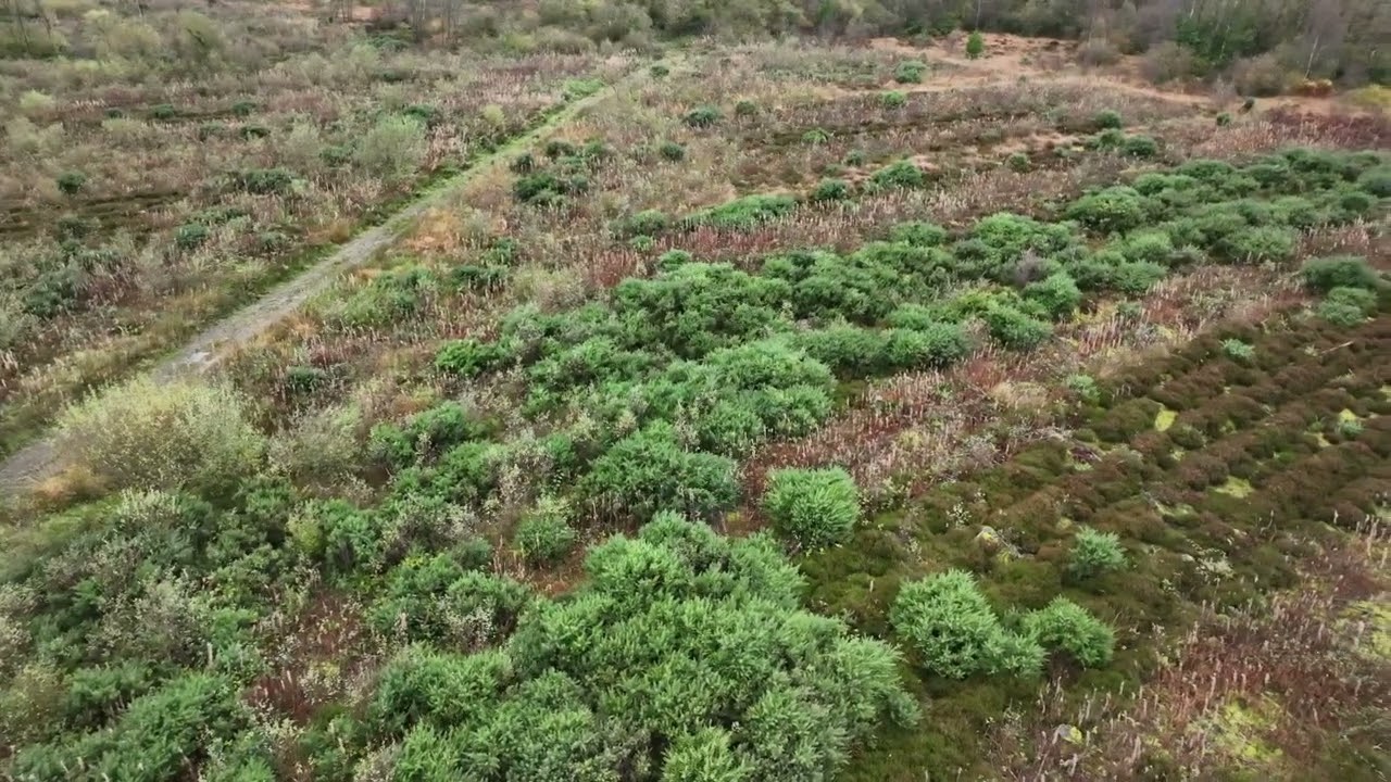 Cranalagh More woodland with proposed forestry walk