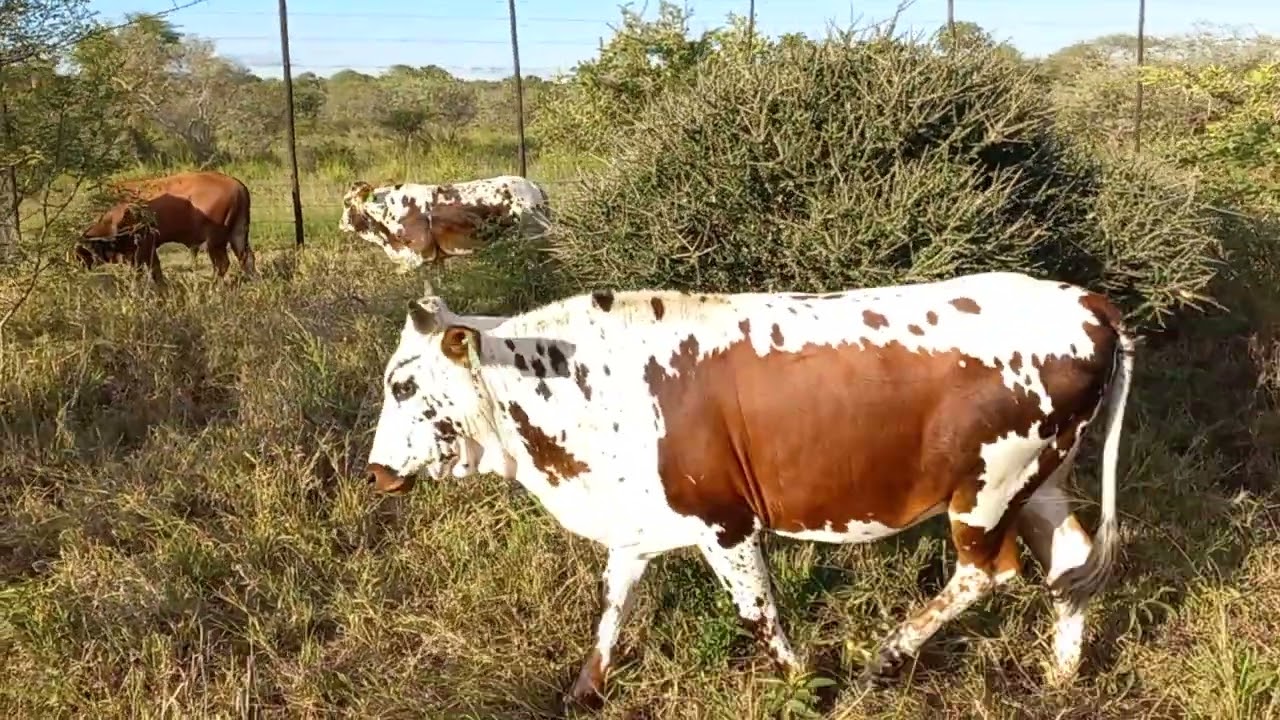 Nguni Cattle. Quick field visit. TT BALL NGUNI 1st March 2023