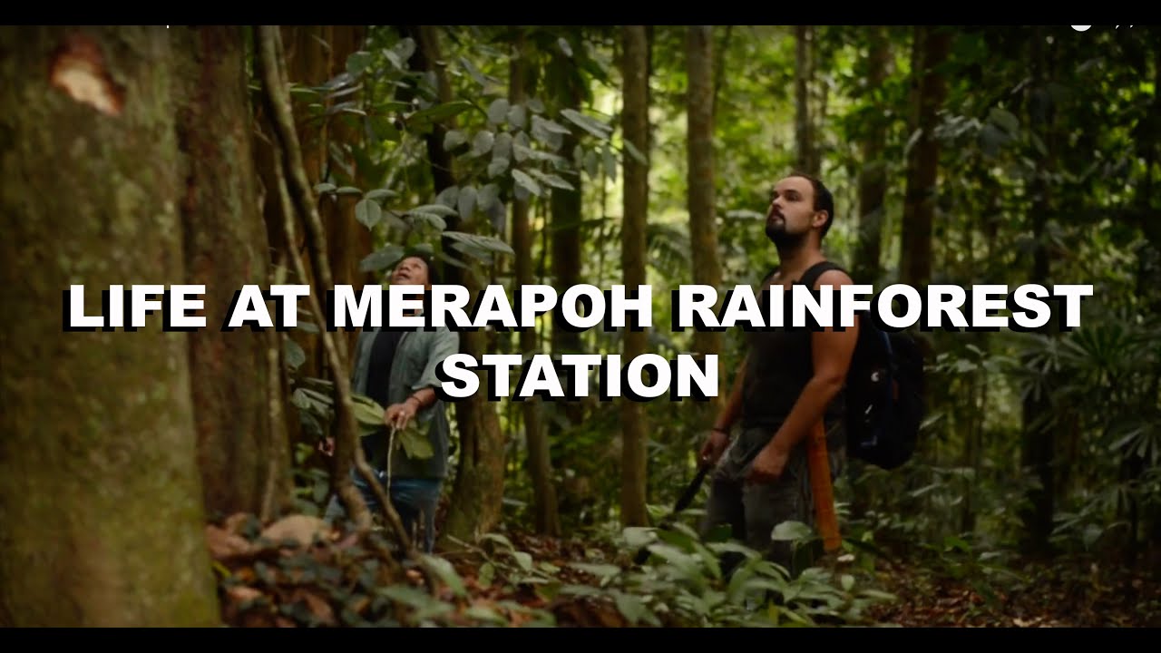 Life at the Merapoh Rainforest Station