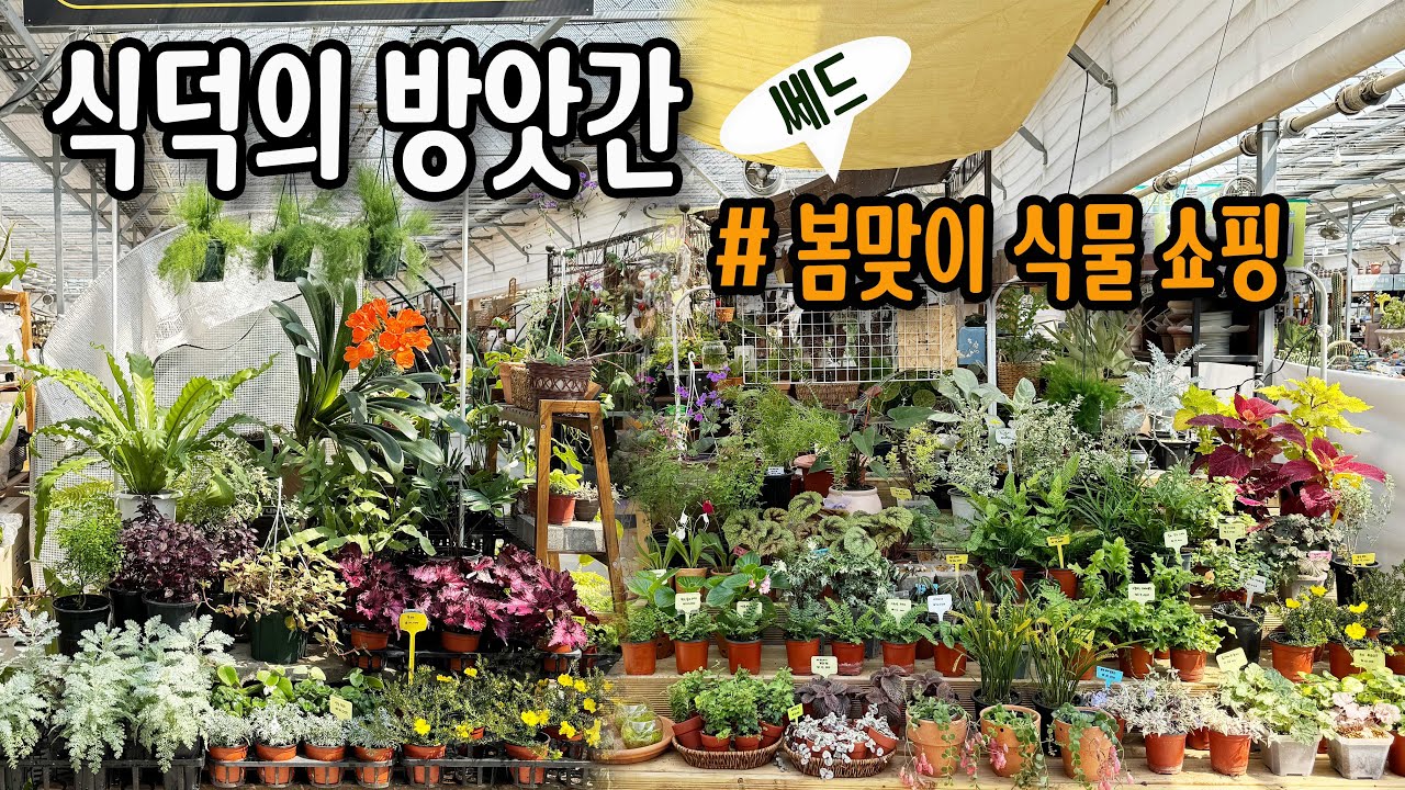 꽃시장 나들이, 봄맞이 예쁜 식물 쇼핑 / 키우기 쉽고 트렌디한 식물이 가득한 곳 / 몬스테라 알보 노란 무늬 아디안텀 필로덴드론 호야 한곳에 있어요