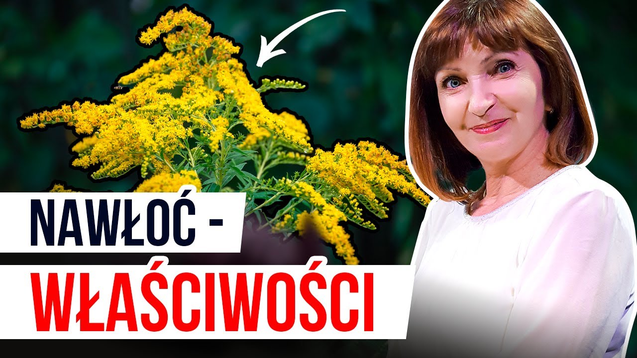NAWŁOĆ - lek czy trucizna? Wskazania, przeciwskazania. Z JAKIMI ZIOŁAMI POŁACZYĆ?