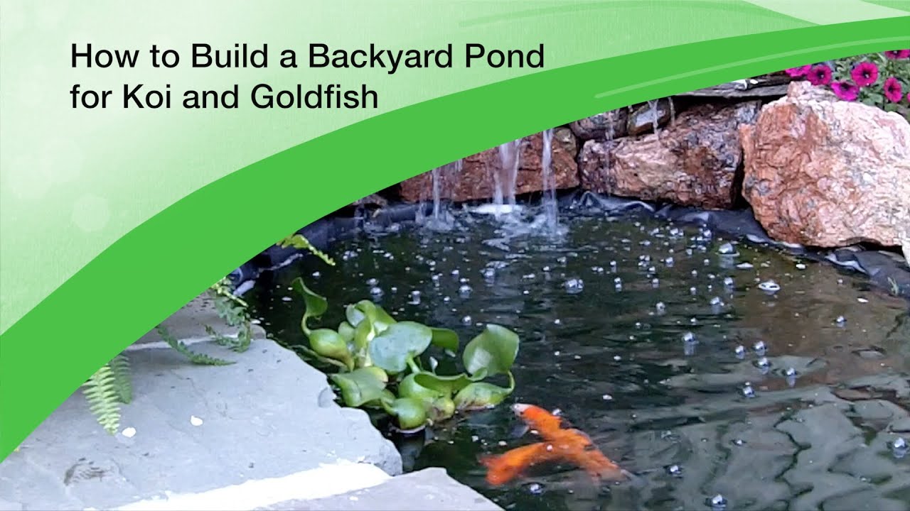 How to Build a Backyard Pond for Koi and Goldfish - Design and Excavation