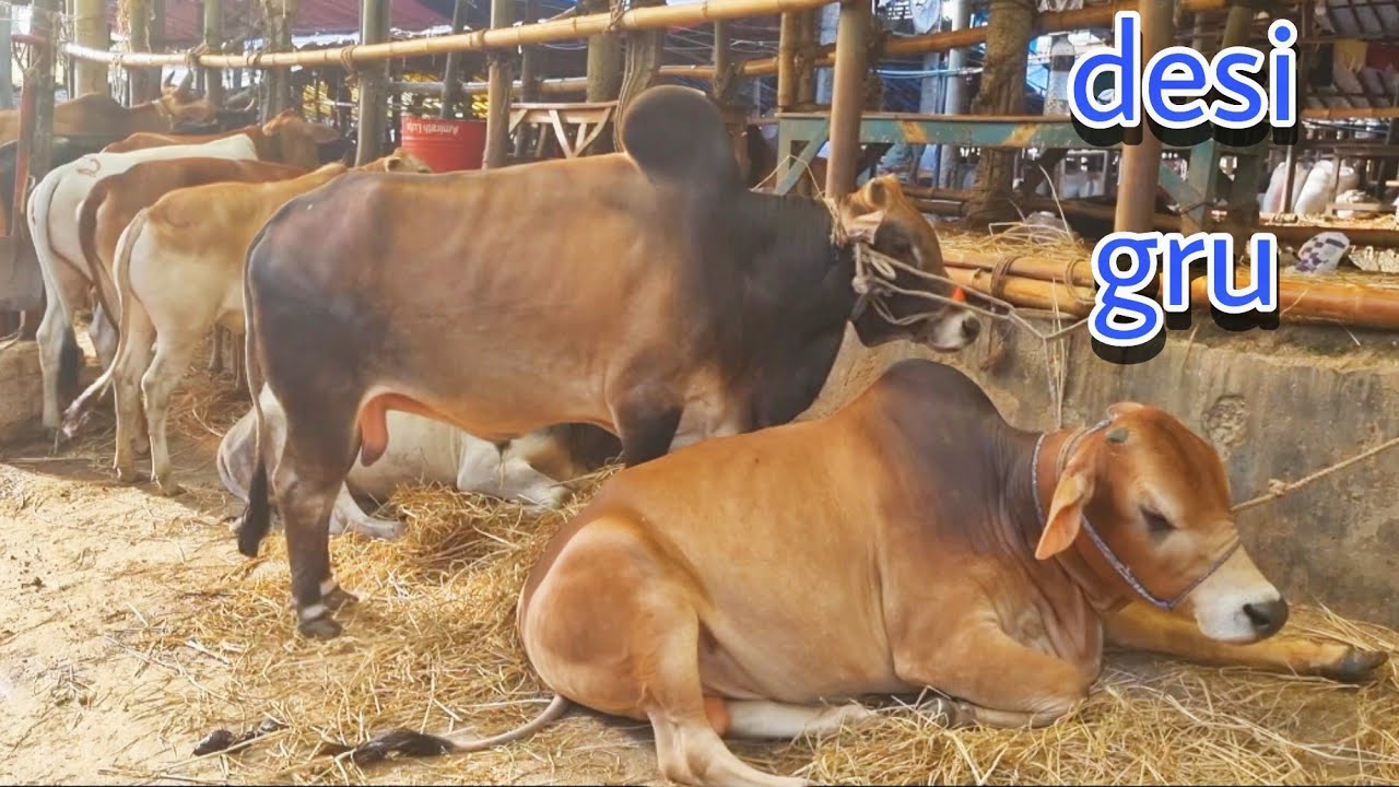 desi gru | gabtuli gorur hat | gorur videos | gorur Haat 2023 | gorur bajar | Cow market |