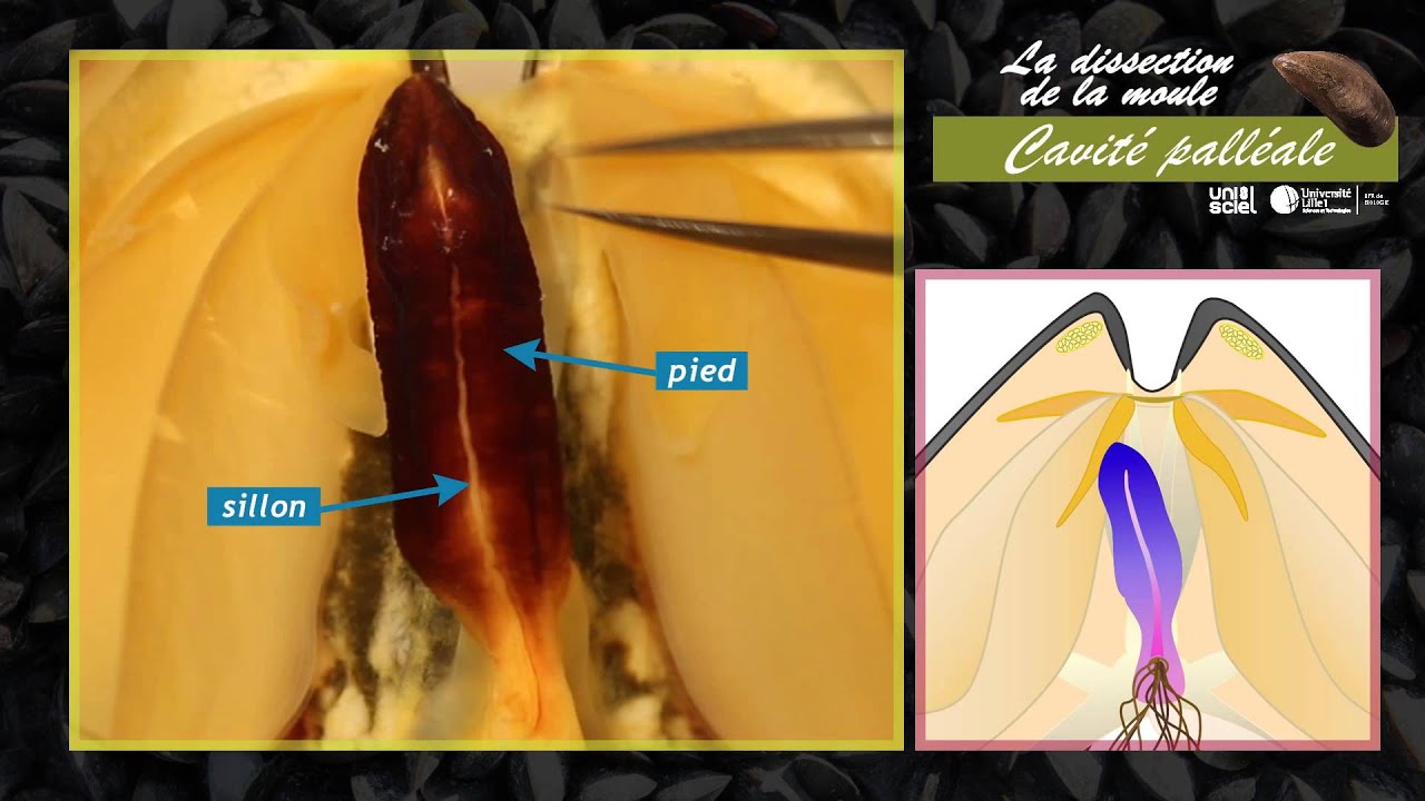 La dissection de la moule