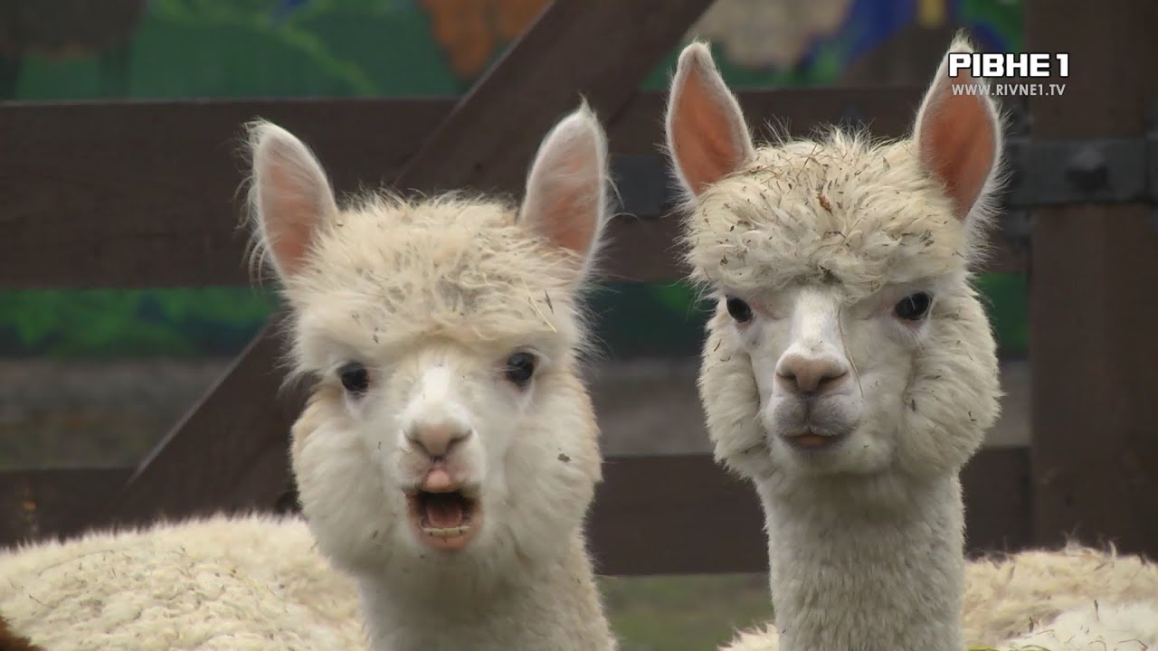 Альпаки на Рівненщині: у Городищі працює контактна ферма з екзотичними тваринами
