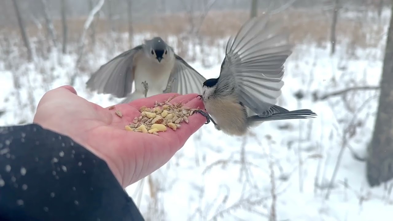 Hand-feeding Birds in Slow Mo - Black-capped Chickadees, Tufted Titmice, White-breasted Nuthatch