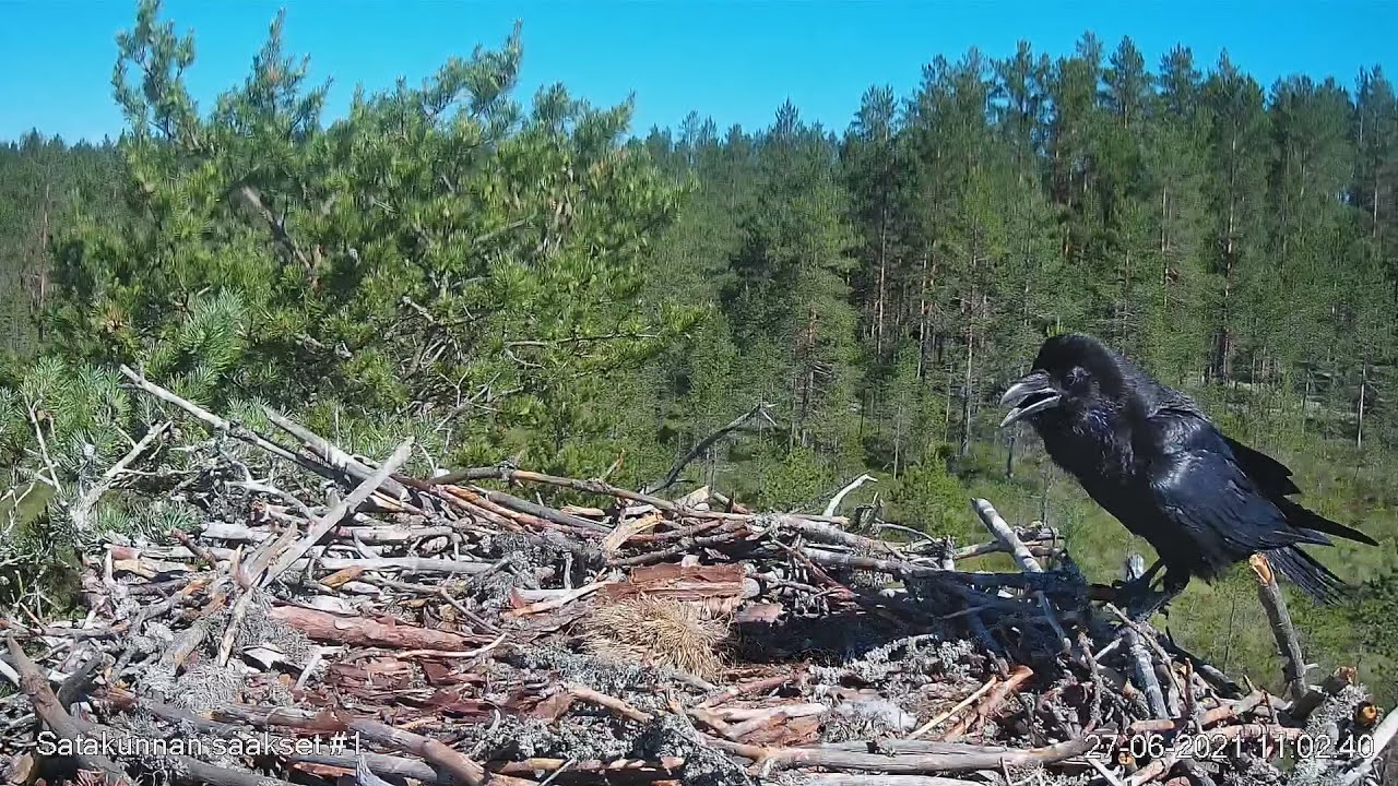27.6.2021 - #1 - Ossi puolustaa reviiriään korppeja vastaan