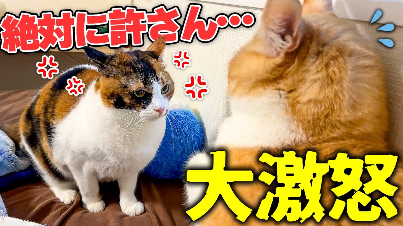 今まで見たことないレベルでベルちゃんがブチギレて手がつけられなくなりました…