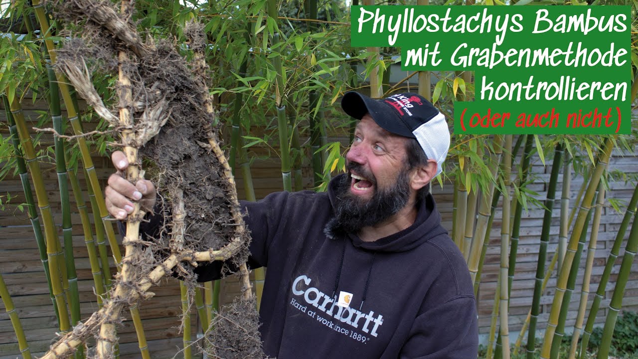 Phyllostachys Bambus mit Grabenmethode kontrollieren (oder auch nicht)