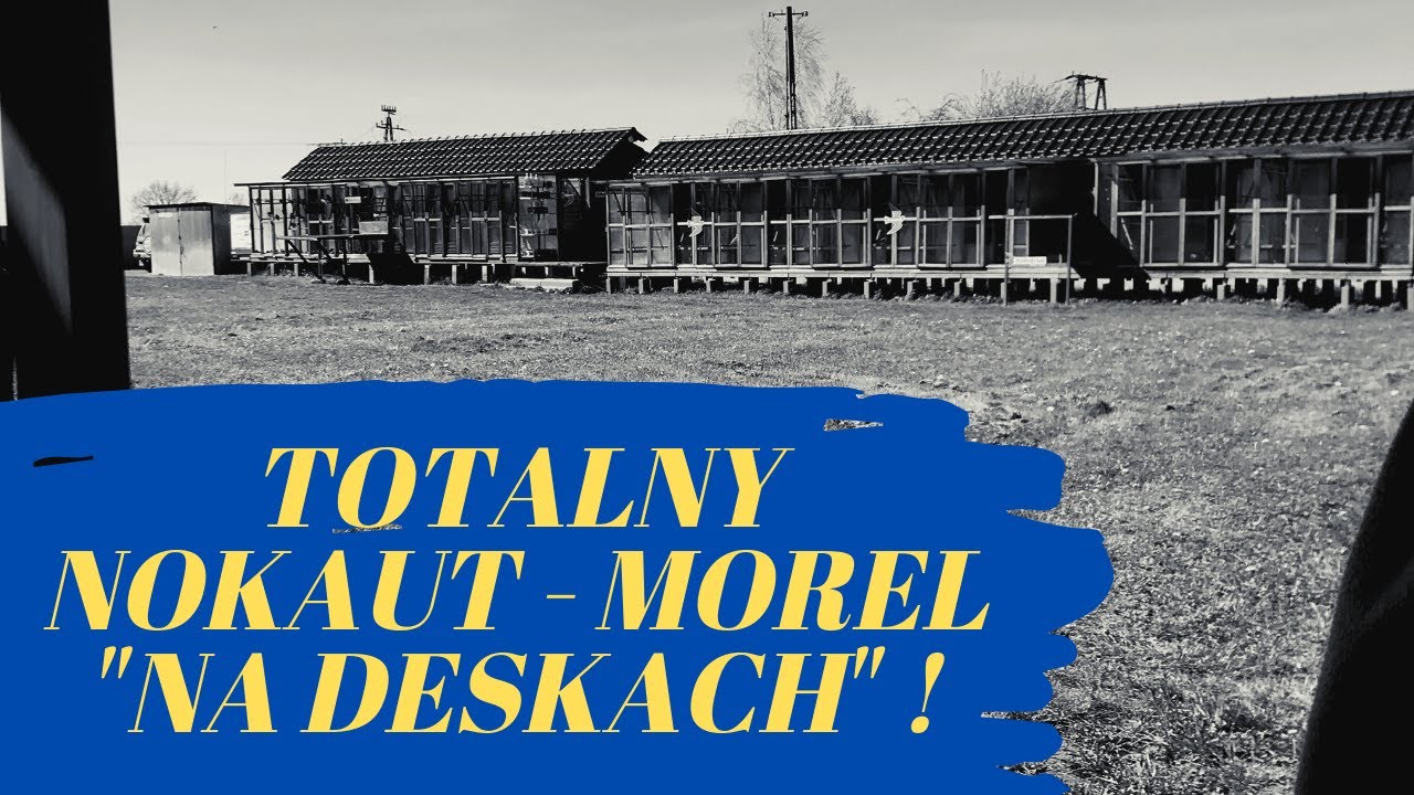 Totalny nokaut - Morel 