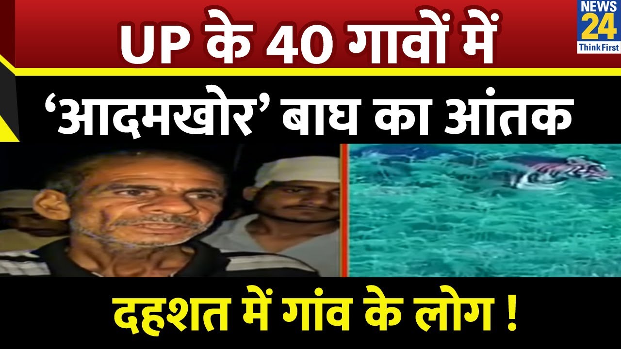UP News: UP के जिस गांव में बाघ ने किया शिकार… वहां से देखिए News 24 की ग्राउंड जीरो से रिपोर्ट