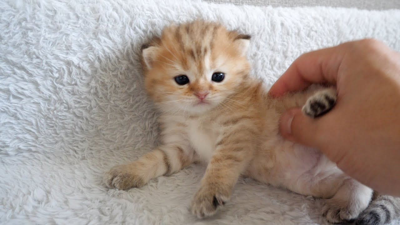 The kittens are so cute I can't help but touch them!