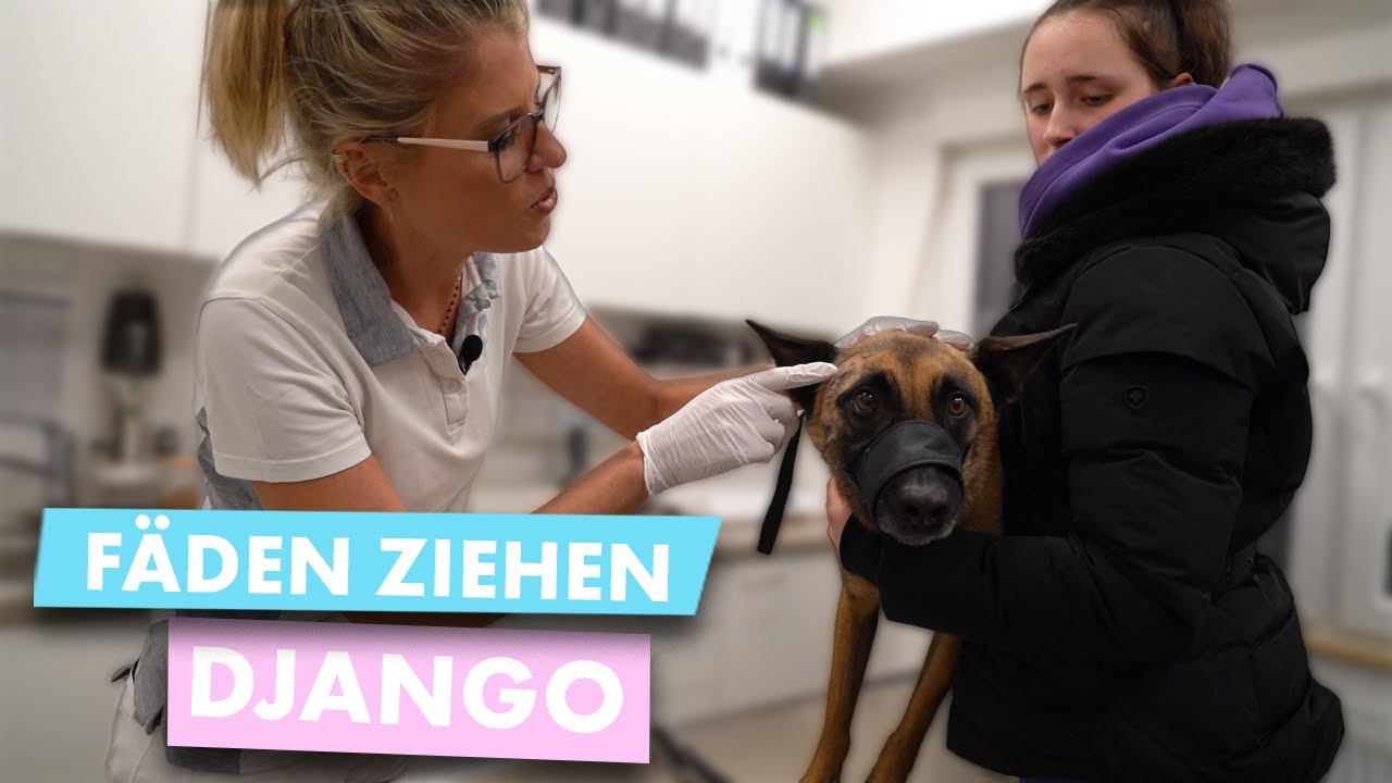 Doc Polly - Fäden Ziehen bei Malinois Django