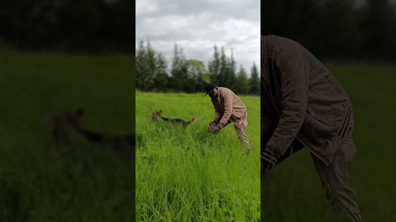 Do you feed Napier or Rhodes grass to your cows ? Watch and discuss as we compare.