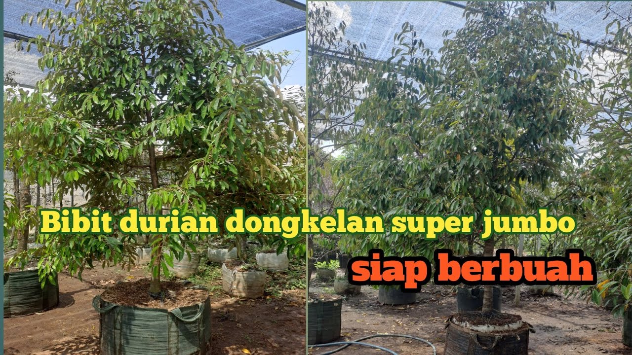 Stok bibit durian dongkelan terbaik cepat berbuah jenis durihitam, bawor, musang king
