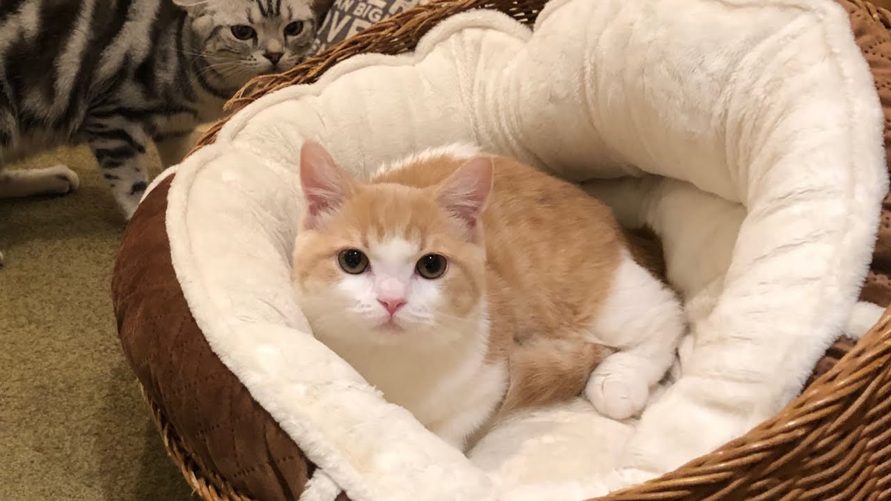 甘えん坊子猫の猫カフェデビュー！名前決定！